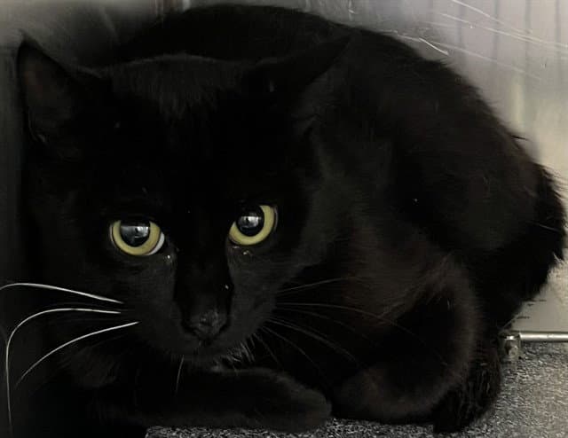 Soy - Domestic Short Hair