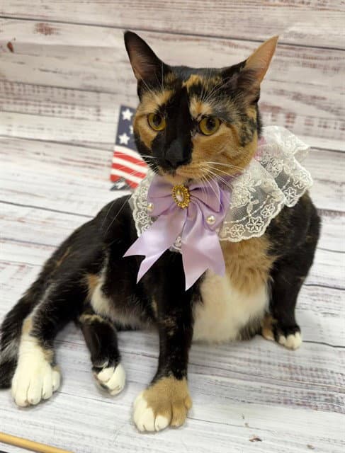 Miso - Domestic Short Hair