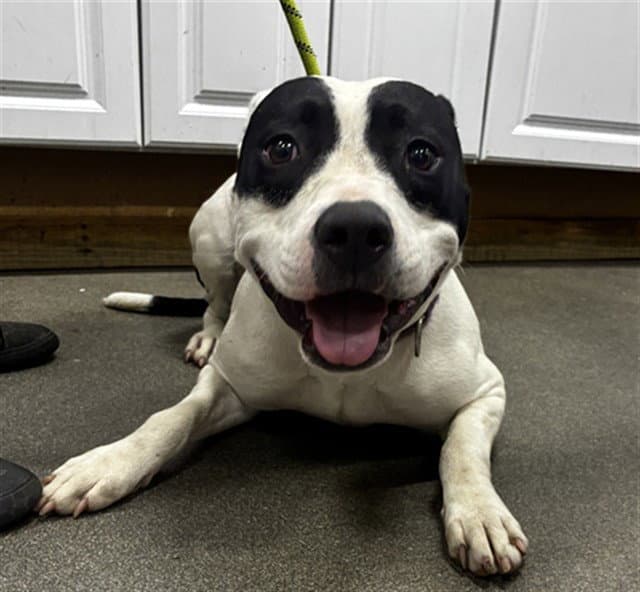 Shimmer - Pit Bull Terrier