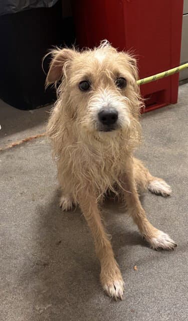 Pryce - Cairn Terrier