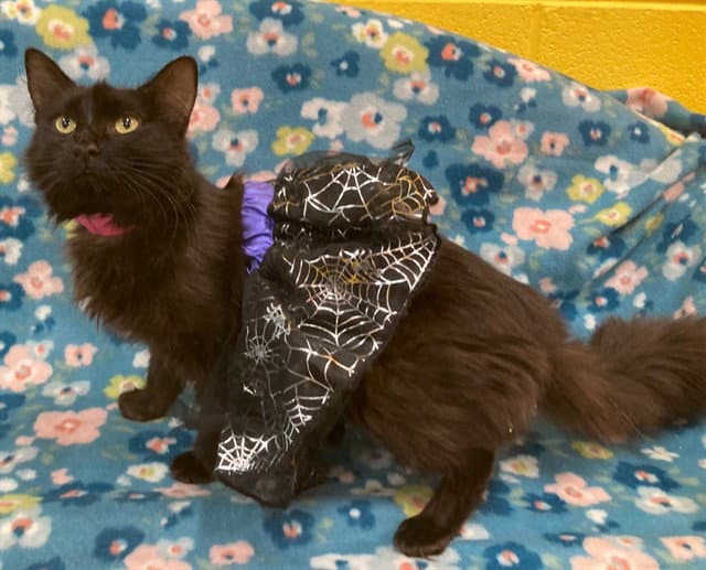 Bai - Domestic Medium Hair