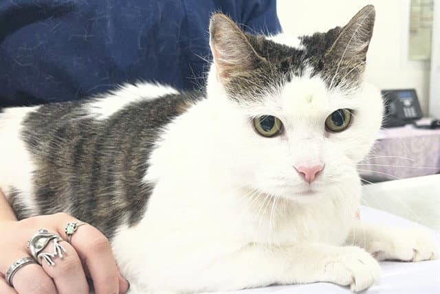 Latoya - Domestic Short Hair