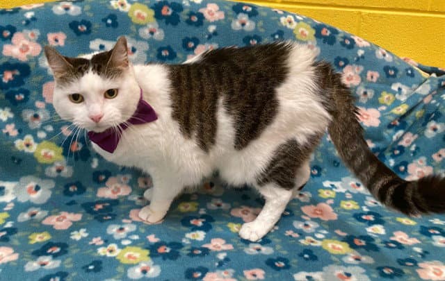Latoya - Domestic Short Hair