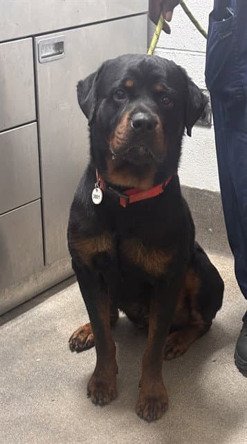 King - Rottweiler