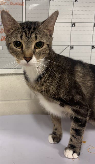 Quince - Domestic Short Hair