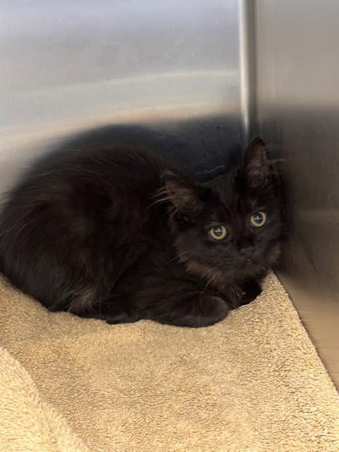 Midnight - Domestic Short Hair