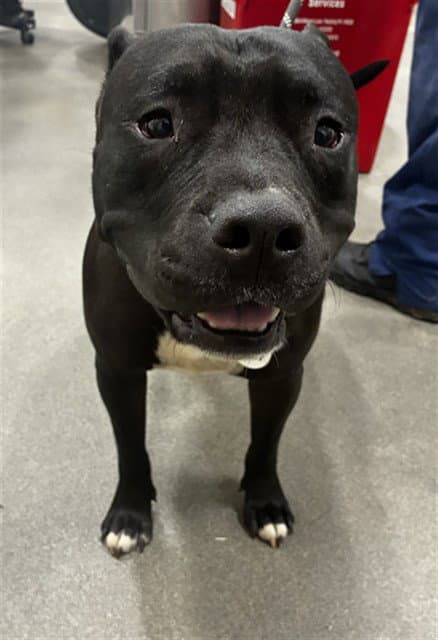King - Pit Bull Terrier