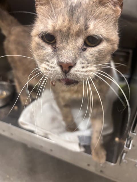 Frida - Domestic Short Hair
