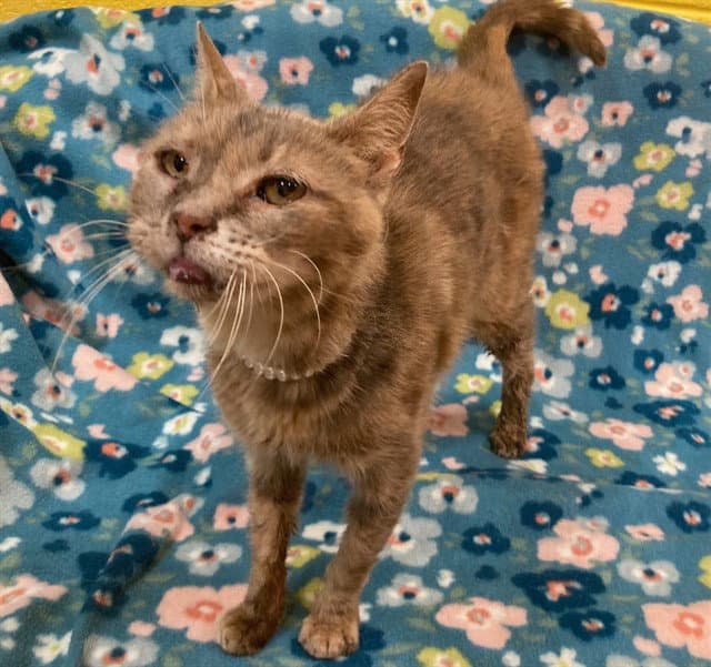 Frida - Domestic Short Hair
