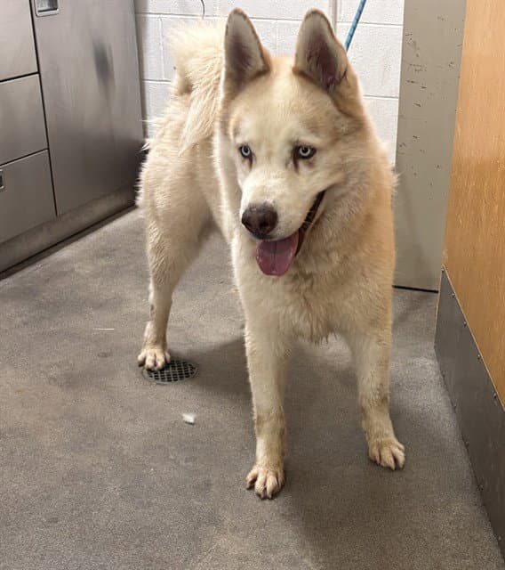 Rocky - Siberian Husky