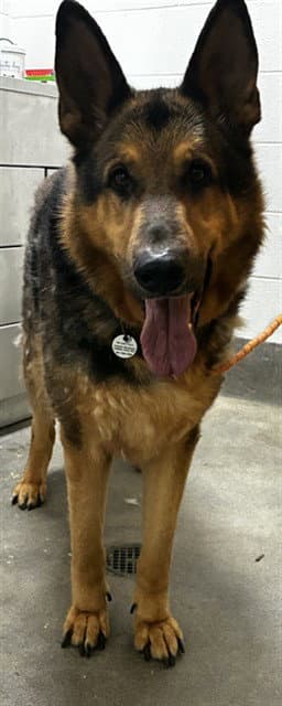 Coco - German Shepherd Dog