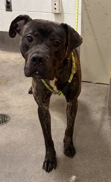 Barnaby - Presa Canario