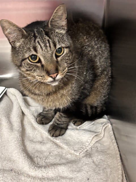 Monty - Domestic Short Hair