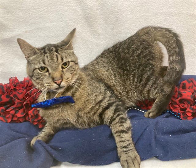 Monty - Domestic Short Hair