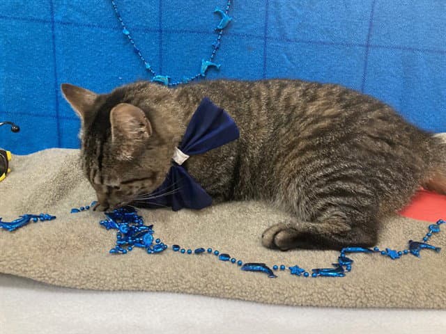 Monty - Domestic Short Hair