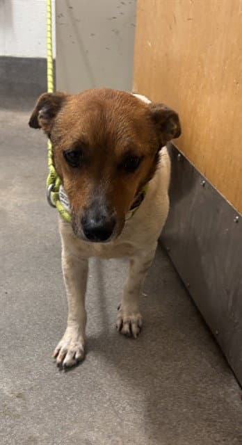 Bobby - Jack Russell Terrier (Parson Russell Terrier)
