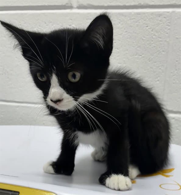 Zenzi - Domestic Short Hair