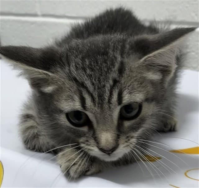 Zephyr - Domestic Short Hair
