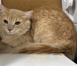 Thorax image 1