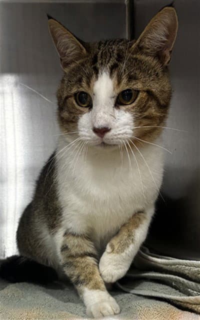 Soka - Domestic Short Hair