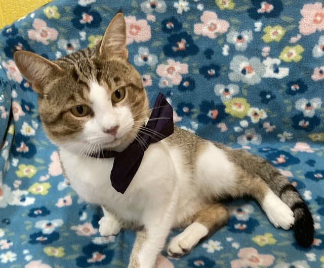 Soka - Domestic Short Hair