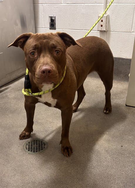 Brown Sugar - Pit Bull Terrier