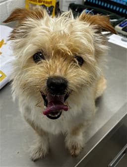 Tobi image 1
