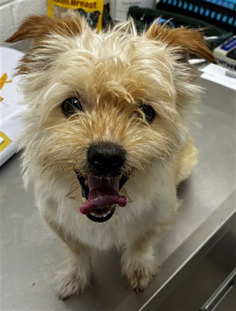 Tobi - Cairn Terrier