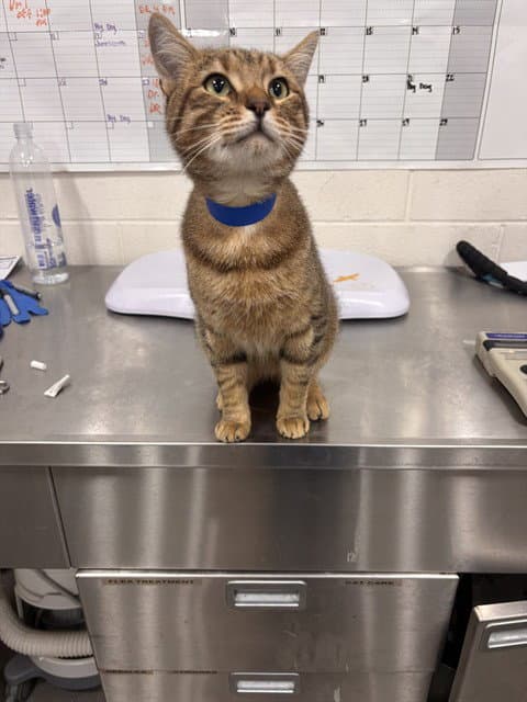 Congo - Domestic Short Hair
