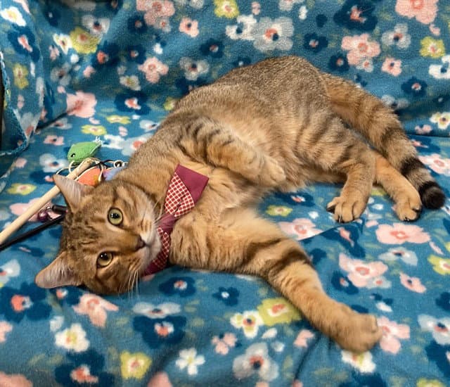 Congo - Domestic Short Hair