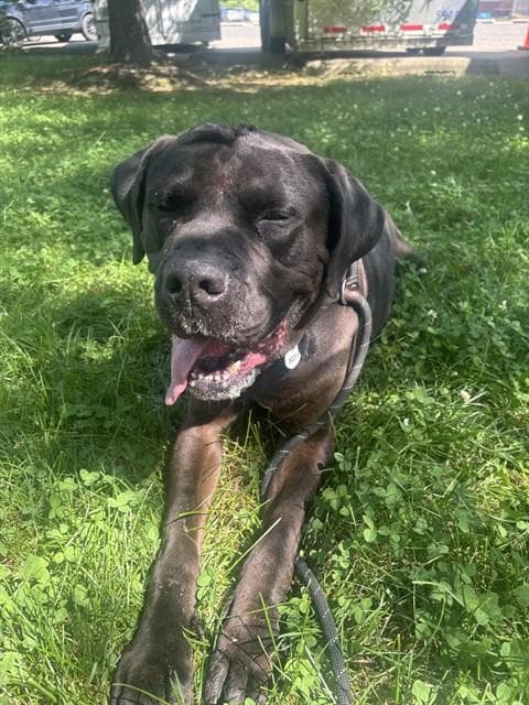 Chicago - Cane Corso Mastiff