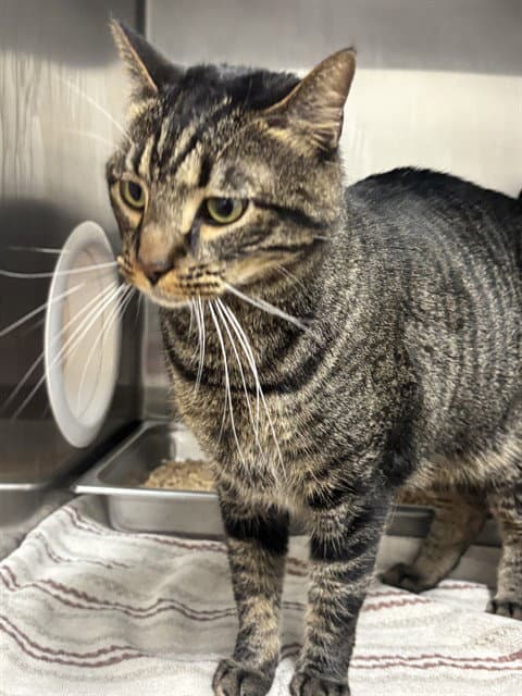 Atlas - Domestic Short Hair