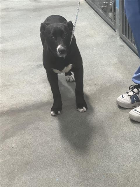 Foxy - Plott Hound