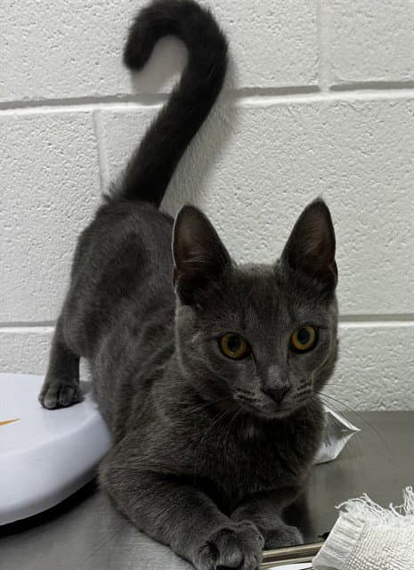 Mulan - Domestic Short Hair