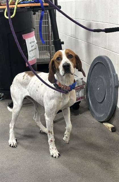 Maizie - Beagle