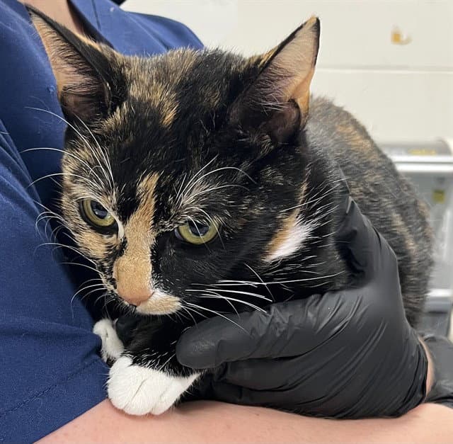 Luna - Domestic Short Hair