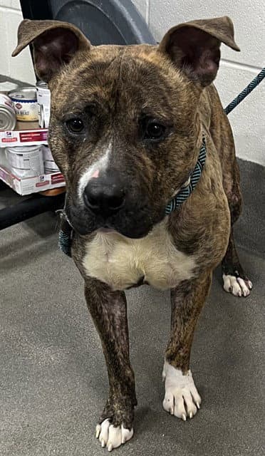 Tusk - Pit Bull Terrier