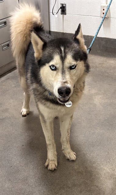 Bosnia - Siberian Husky