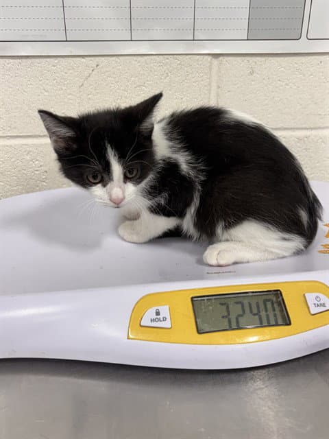 Forky - Domestic Short Hair