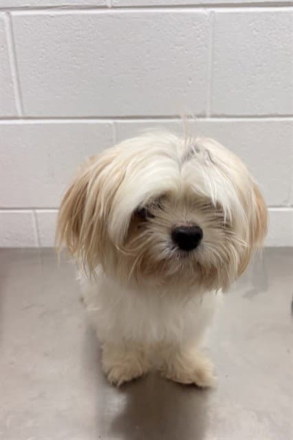 Woody - Maltese