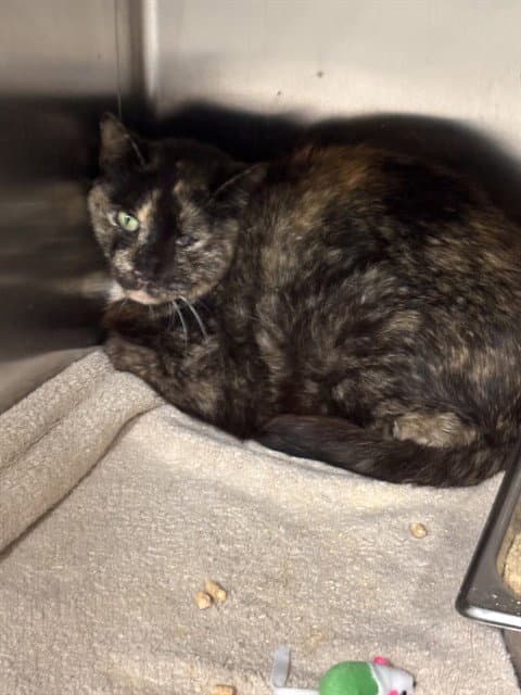Bonnie - Domestic Short Hair