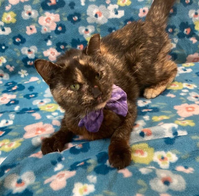 Bonnie - Domestic Short Hair