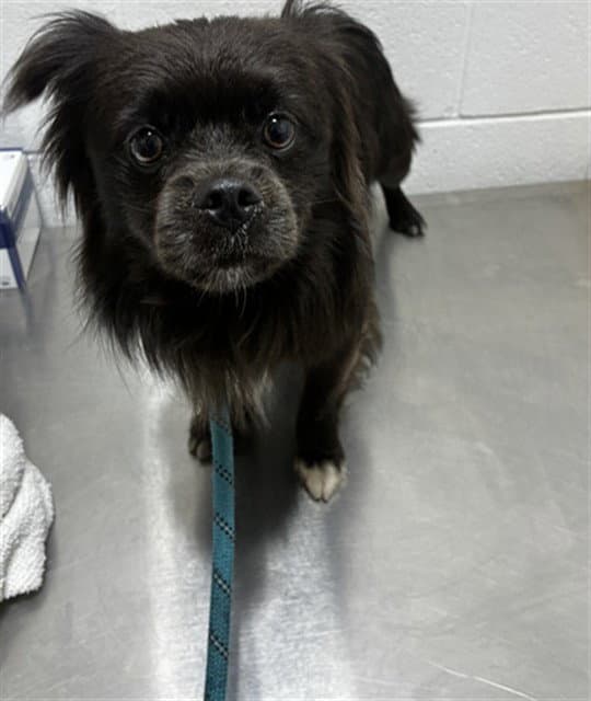 Rigby - Pomeranian