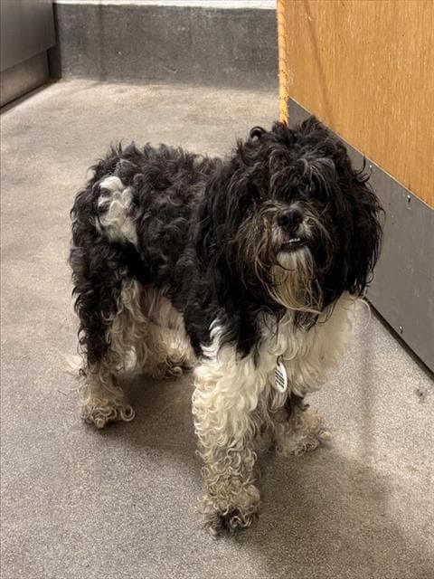 Patricia - Shih Tzu