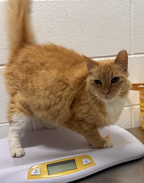 Fluke - Domestic Short Hair