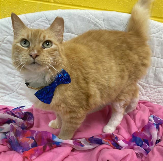 Fluke - Domestic Medium Hair