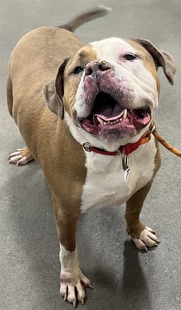 Bruno image 1