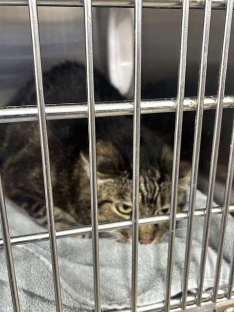 Sky - Domestic Short Hair