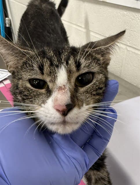 Trece - Domestic Short Hair
