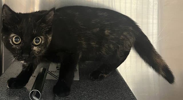 Ketchup - Domestic Short Hair